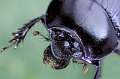 geotrupes stercorarius